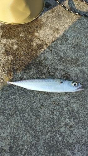 サバの釣果