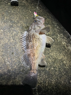 クロソイの釣果