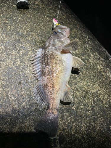 クロソイの釣果