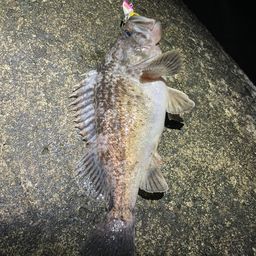 クロソイ