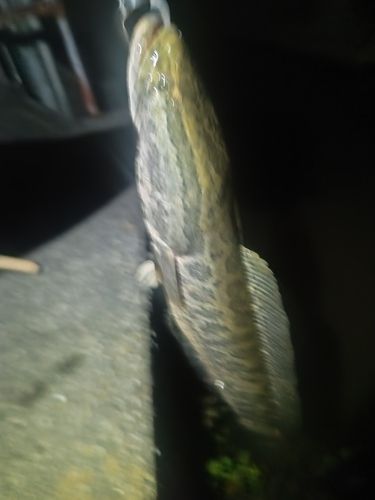 ライギョの釣果