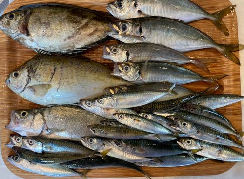 アイゴの釣果