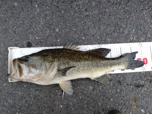 ラージマウスバスの釣果