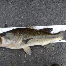 ラージマウスバス