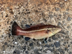 コブダイの釣果