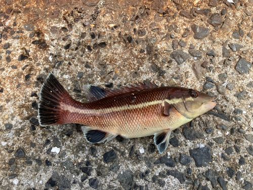 コブダイの釣果