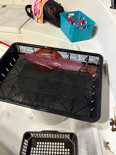 ケンサキイカの釣果