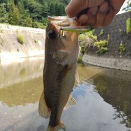 ブラックバス