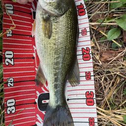 ラージマウスバス