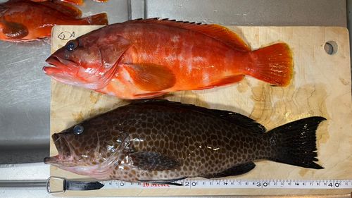 オオモンハタの釣果