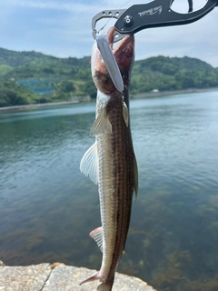 エソの釣果