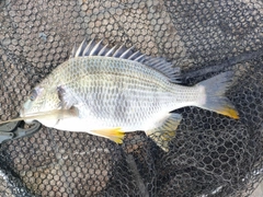 キビレの釣果