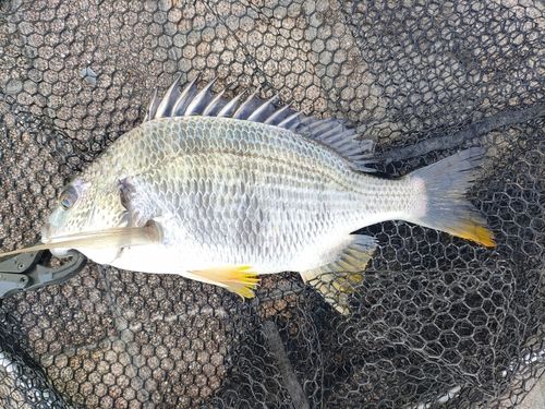 キビレの釣果