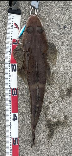 ワニゴチの釣果