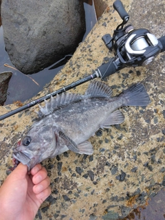 クロソイの釣果