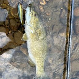 スモールマウスバス