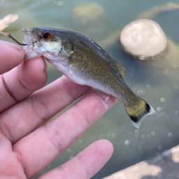 スモールマウスバス