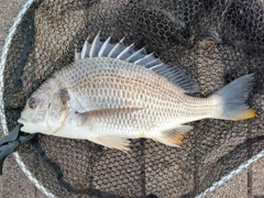 キビレの釣果