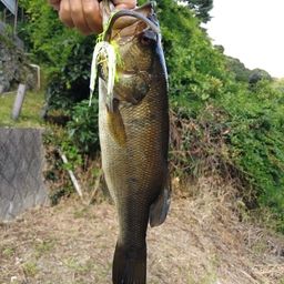 ブラックバス