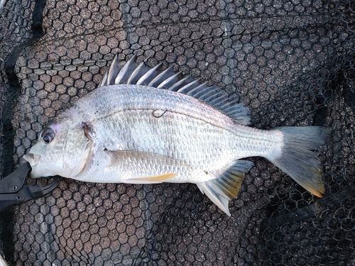 キビレの釣果