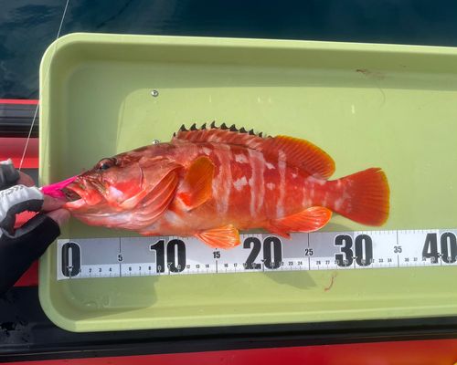 アカハタの釣果