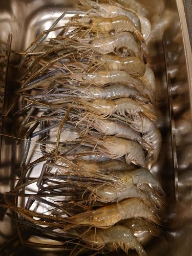 テナガエビの釣果