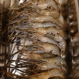 テナガエビ