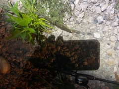 カマスの釣果