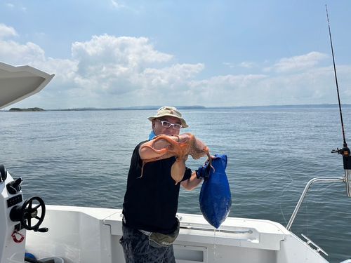 マダコの釣果