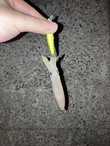 イカの釣果