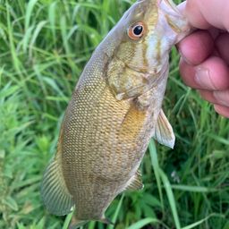 スモールマウスバス