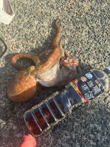 マダコの釣果