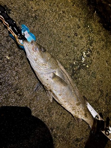 フッコ（マルスズキ）の釣果