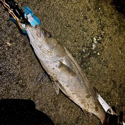 フッコ（マルスズキ）