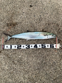 サワラの釣果