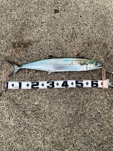 サワラの釣果