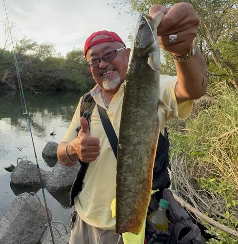 ナマズの釣果