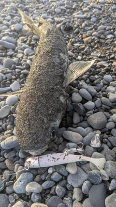 ボラの釣果