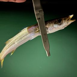 カマス