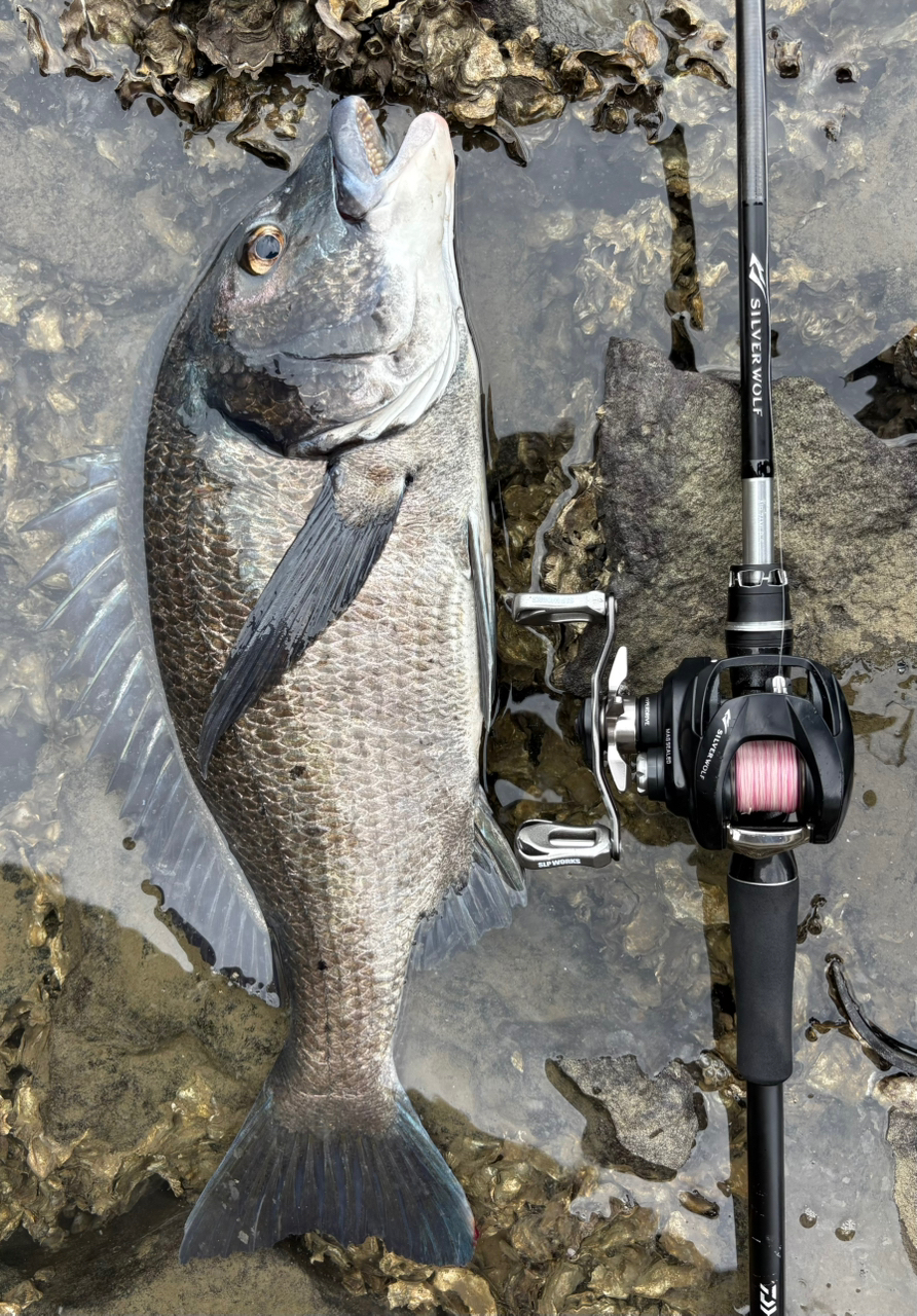 DAIWA 22シルバーウルフ AIR 76MLB-Sの最安値・インプレ・釣果
