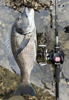 チヌの釣果