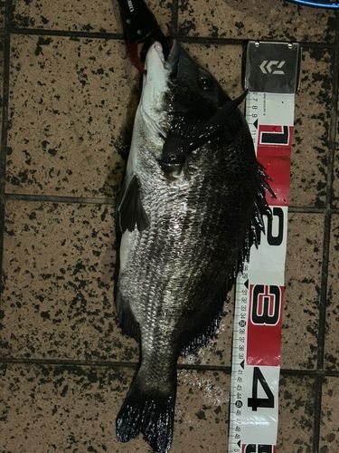 クロダイの釣果