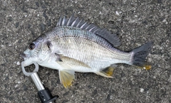 キビレの釣果