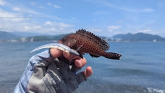 オオモンハタの釣果