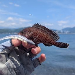 オオモンハタ