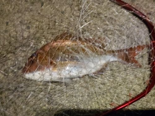 マダイの釣果