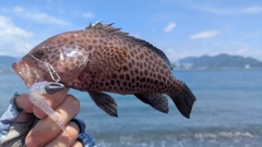 オオモンハタの釣果