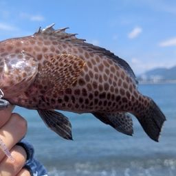 オオモンハタ