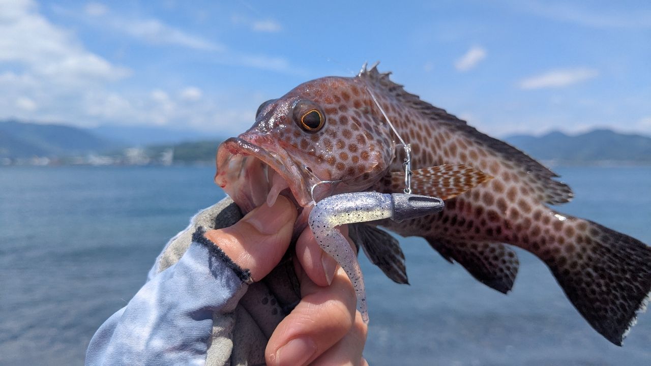 オオモンハタ