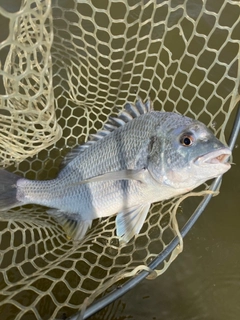 キビレの釣果
